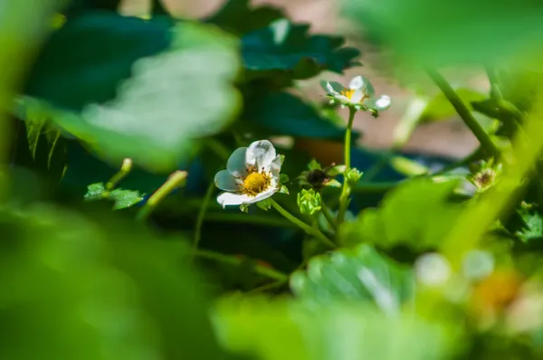 Campo de fazenda de morango — Fotografia de Stock