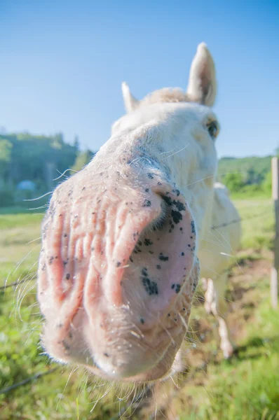 Potret lucu kuda putih — Stok Foto