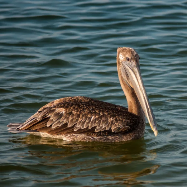 Bruine pelikaan — Stockfoto