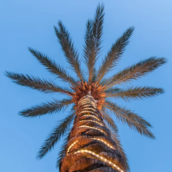 Palm tree with lights — Stock Photo, Image