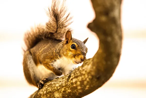 Scoiattolo curioso — Foto Stock