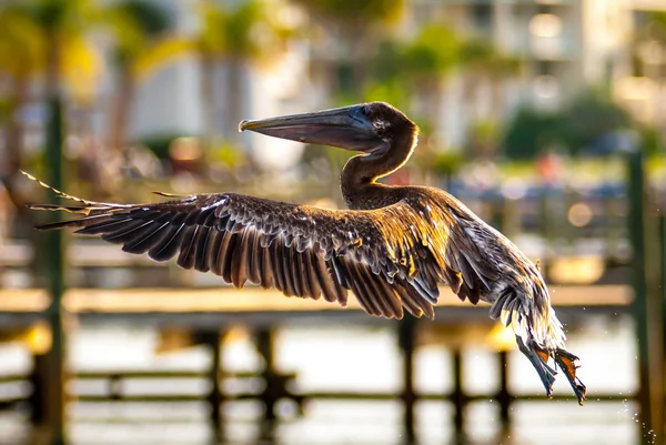 Коричневый пеликан — стоковое фото