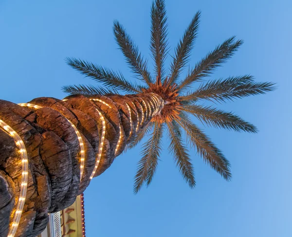 Palmy z światła — Zdjęcie stockowe