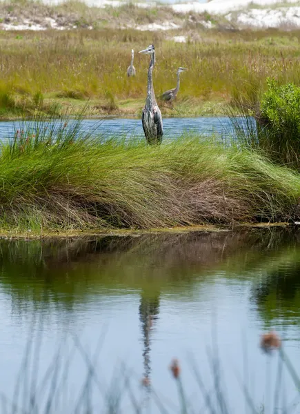 Blauwe reiger houdingen in florida wetlands — Stockfoto