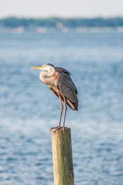 Florida plaj sahnesi