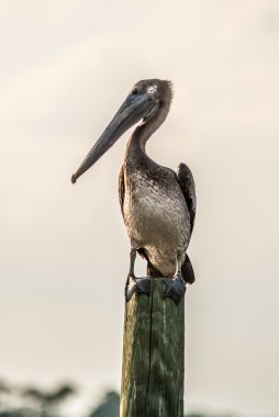 Florida plaj sahnesi