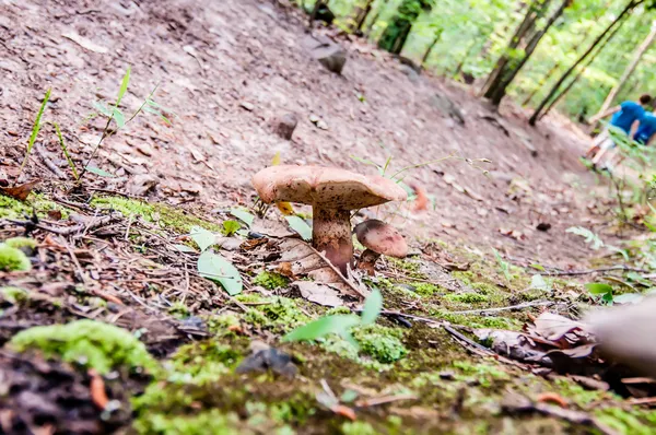 Coisas que você encontra em uma trilha de caminhada no parque estadual - cogumelos — Fotografia de Stock