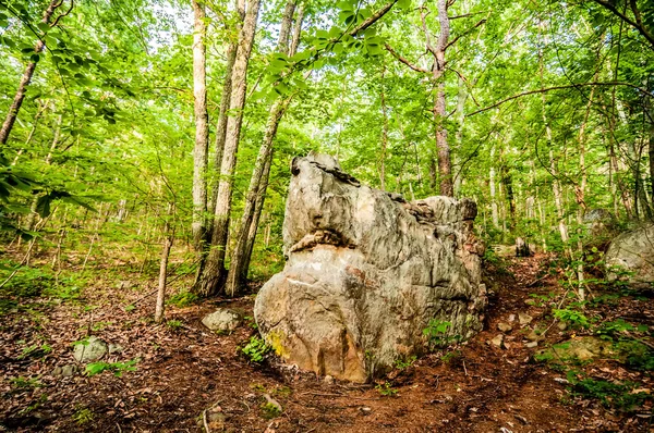 Things you find on a hiking trail in state park-shark rock — Stock Photo, Image