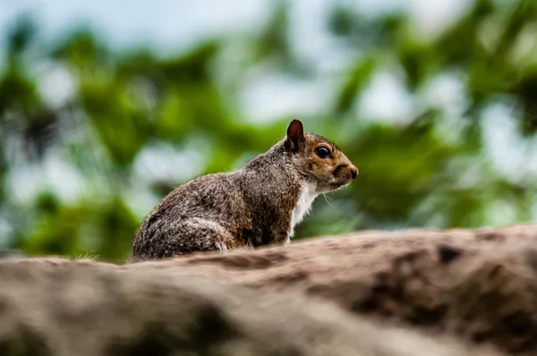 Σκίουρος στην άγρια φύση στα βουνά της Βόρειας Καρολίνας — Φωτογραφία Αρχείου