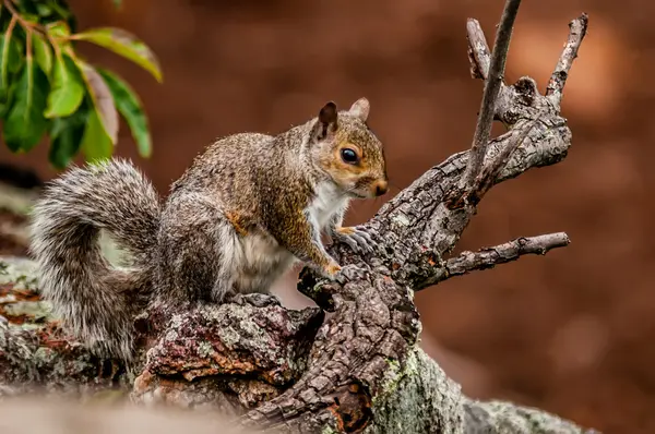 Kuzey Carolina dağlarındaki vahşi doğada sincap. — Stok fotoğraf