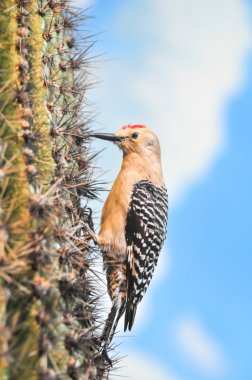 Gila ağaçkakan saguaro kaktüs çiçeği üzerinde