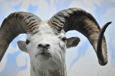 The portrait of a goat with big horns. clipart