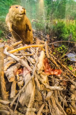 beaver Dam oturuyor