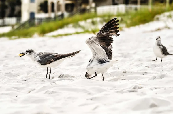 Möwen auf Sand am Strand — Stockfoto