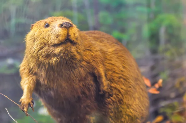 Beaver zittend op dam — Stockfoto