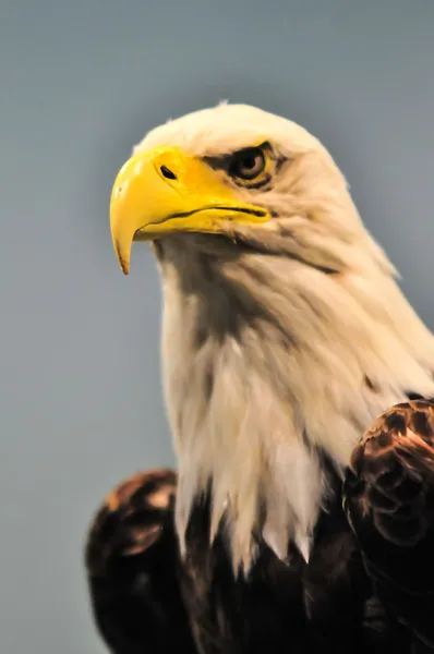 Προφίλ της Βόρειας Αμερικής φαλακρός αετός — Φωτογραφία Αρχείου