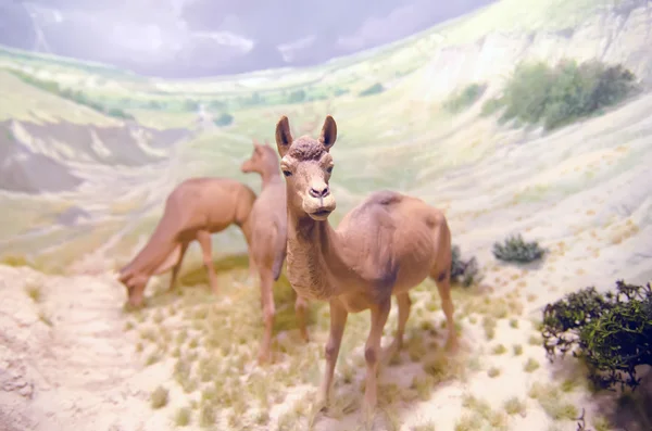 Camello en miniatura —  Fotos de Stock