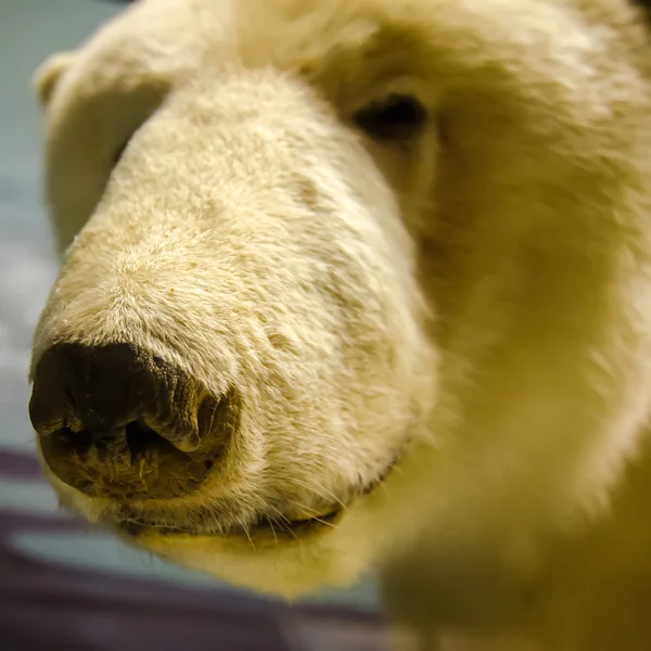 A portrait of a polar bear Royalty Free Stock Images