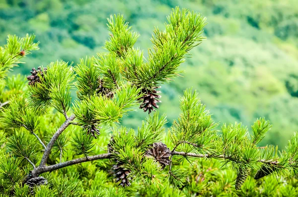 美丽的空中景观意见从梁子山北部 ca — 图库照片