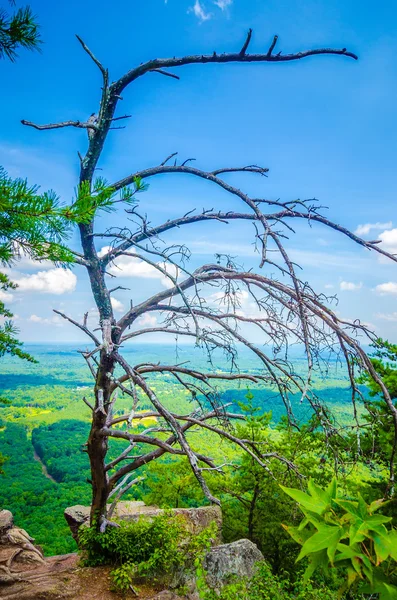 Oude en antieke droge boom op de top van berg — Stockfoto