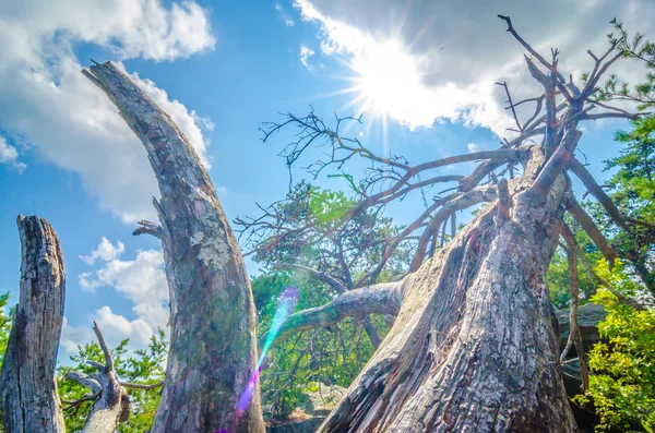 Alter und alter trockener Baum auf dem Gipfel des Berges — Stockfoto