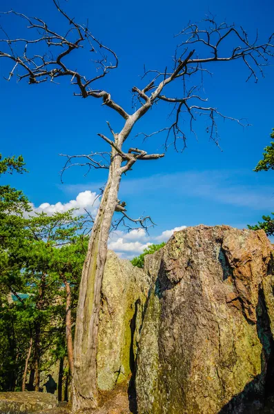 Viejo y antiguo árbol seco en la cima de la montaña —  Fotos de Stock