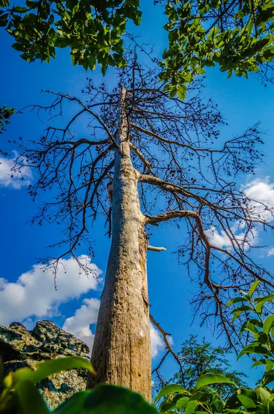 山の上に古いと古代の乾燥木 — ストック写真