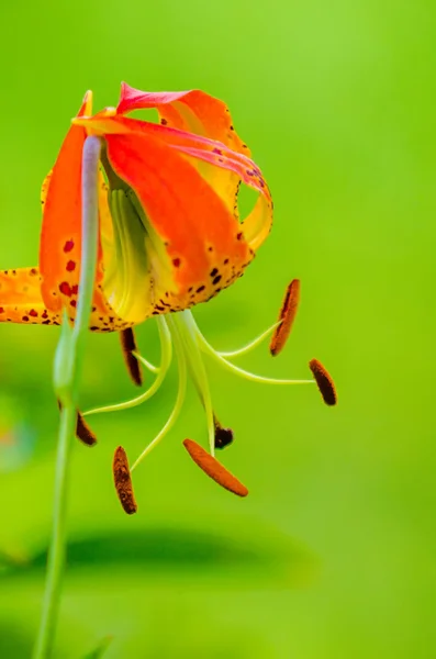 Wild orange lilies — Stock Photo, Image