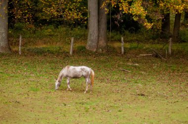bir vadi yeşil tepe ile atları mera sürüsü
