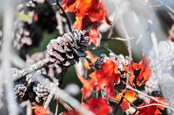 Folhas de outono e fundo pinecone — Fotografia de Stock