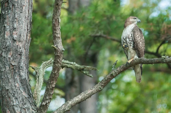 小さな獲物を見ているツリーの上に腰掛けてクーパーズ ・ ホーク — ストック写真
