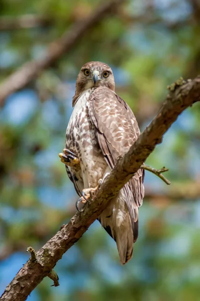 Coopers hawk ülve figyeli a zsákmányukat fa — Stock Fotó