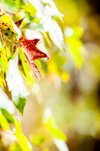 秋の葉の抽象的な背景 — ストック写真