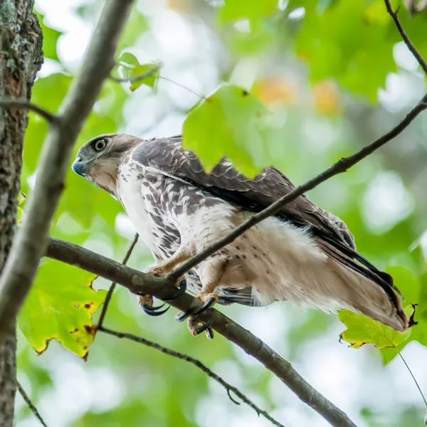 Faucons chassant un écureuil sur un chêne — Photo