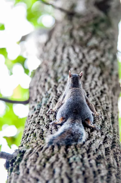 Falcão caça para um esquilo em um carvalho — Fotografia de Stock