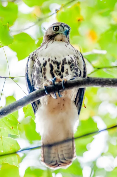 小さな獲物を見ているツリーの上に腰掛けてクーパーズ ・ ホーク — ストック写真