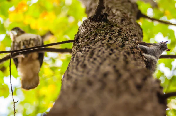 Falco a caccia di uno scoiattolo su una quercia — Foto Stock