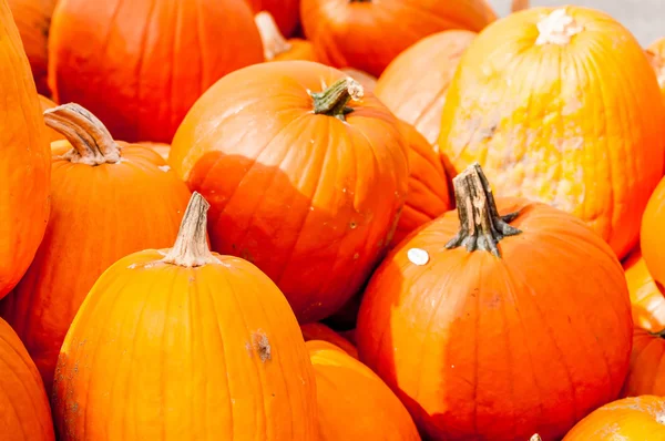 Pumpkins on a pumpkin patch — Stock Photo, Image