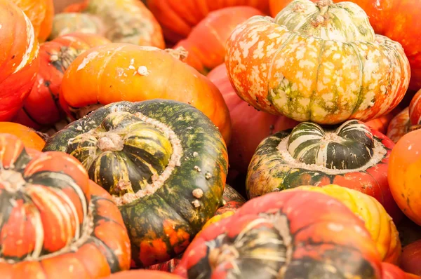 Pumpkins on a pumpkin patch — Stock Photo, Image