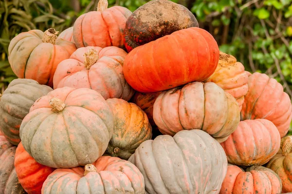 Pumpkins on a pumpkin patch — Stock Photo, Image