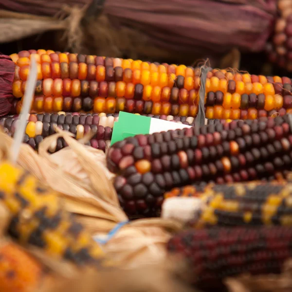 Индийская кукуруза на выставке — стоковое фото