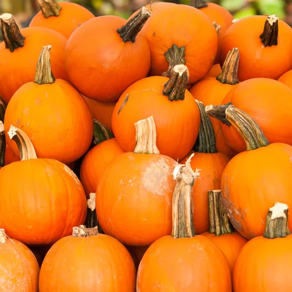 Pumpkins on a pumpkin patch — Stock Photo, Image