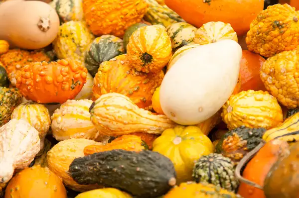 Calabazas en un parche de calabaza —  Fotos de Stock