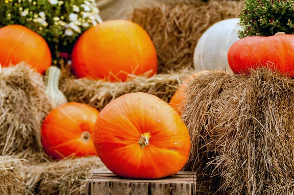 Calabazas en un parche de calabaza —  Fotos de Stock