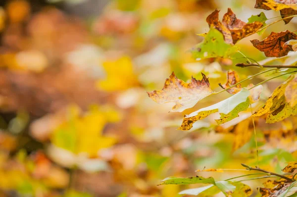 Őszi levelek absztrakt háttér — Stock Fotó