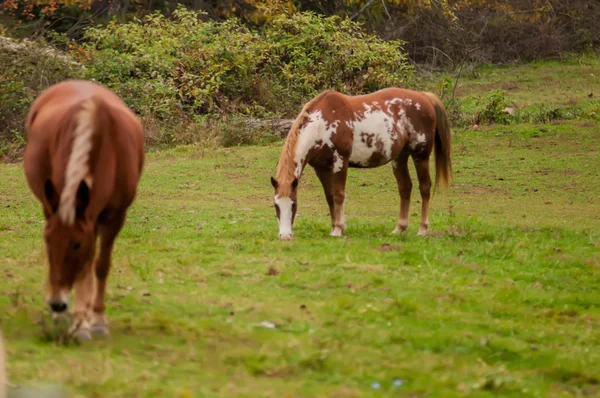 Стадо лошадей пастбище в долине с зеленым холмом — стоковое фото