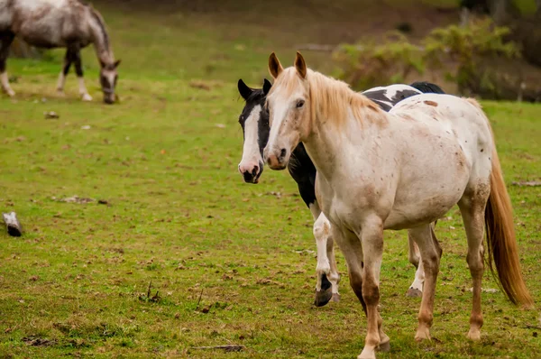 Troupeau de chevaux pâturage dans une vallée avec colline verte — Photo