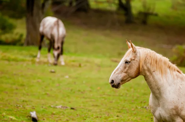 Gregge di cavalli pascolo in una valle con collina verde — Foto Stock