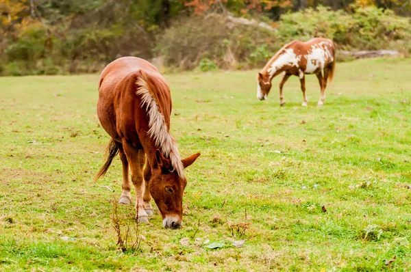 Flock hästar betar i en dal med grön kulle — Stockfoto