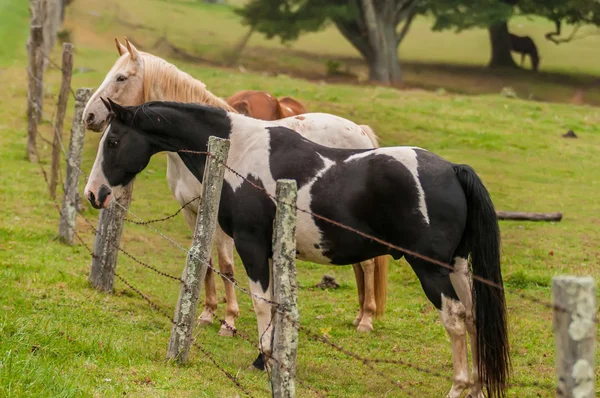 Gregge di cavalli pascolo in una valle con collina verde — Foto Stock